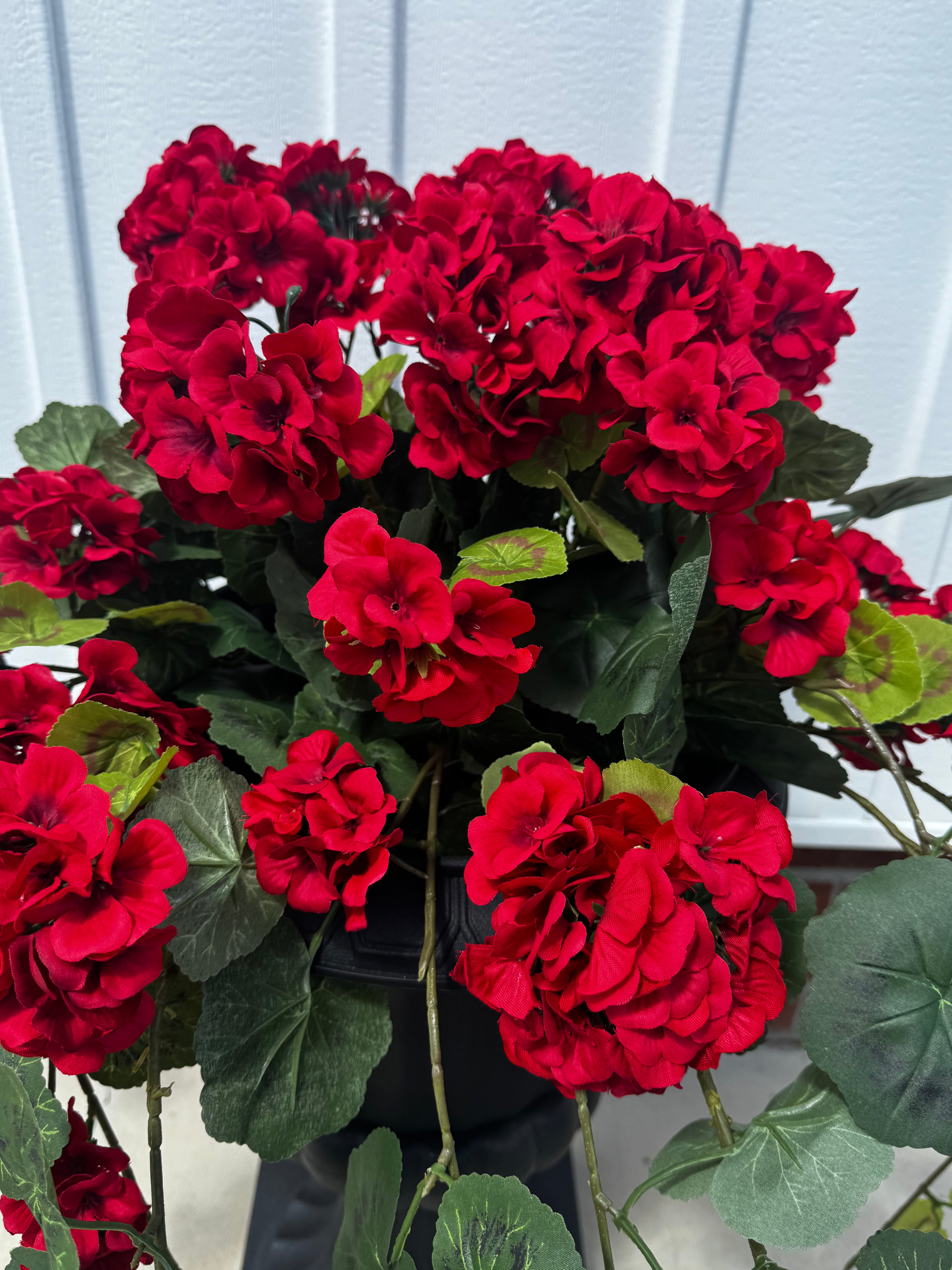 Draping Red Geranium Stem
