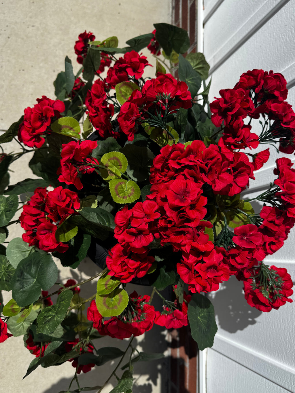 Draping Red Geranium Stem