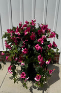 Draping Fuchsia Petunia Bush