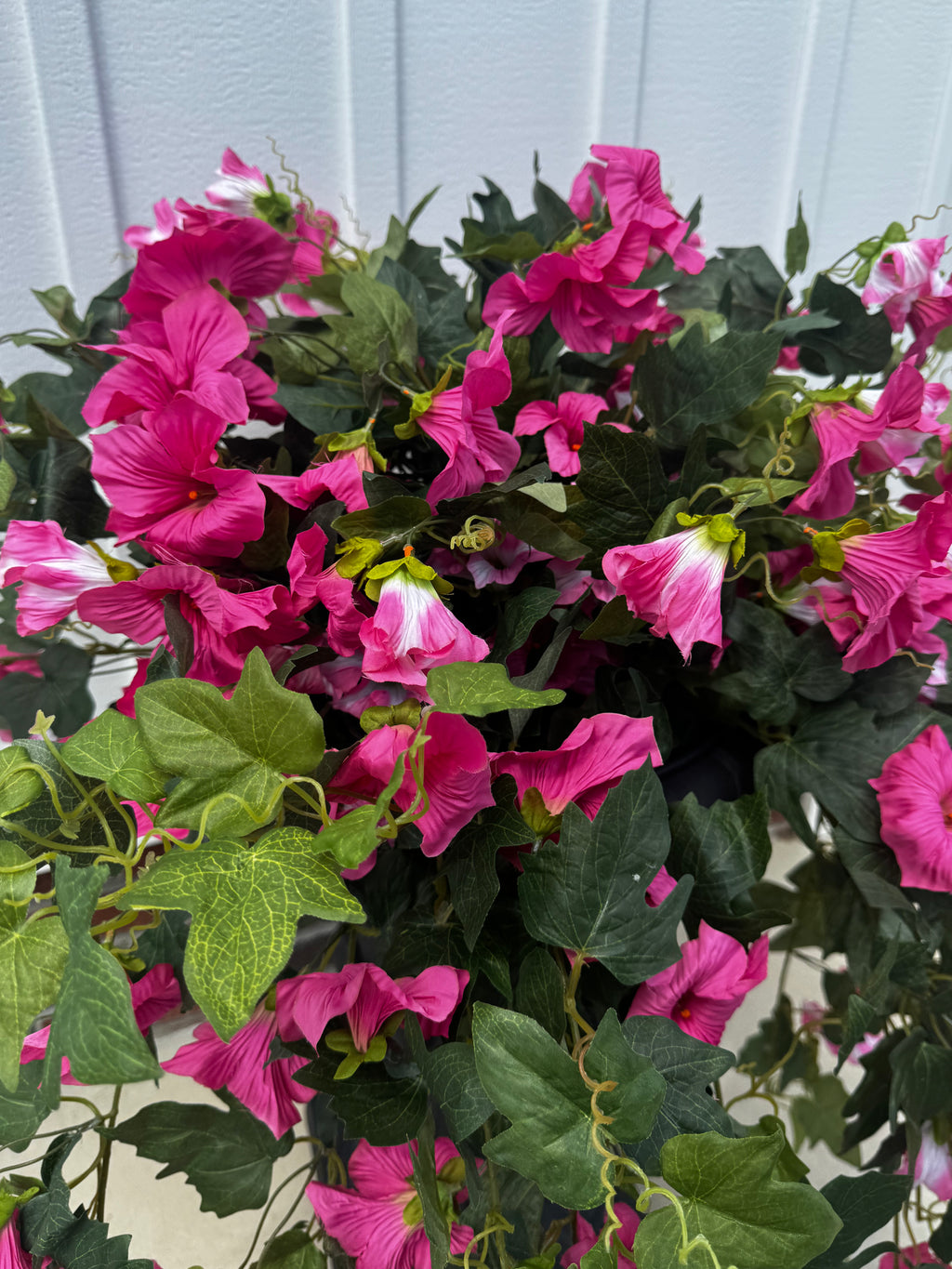 Draping Fuchsia Petunia Bush
