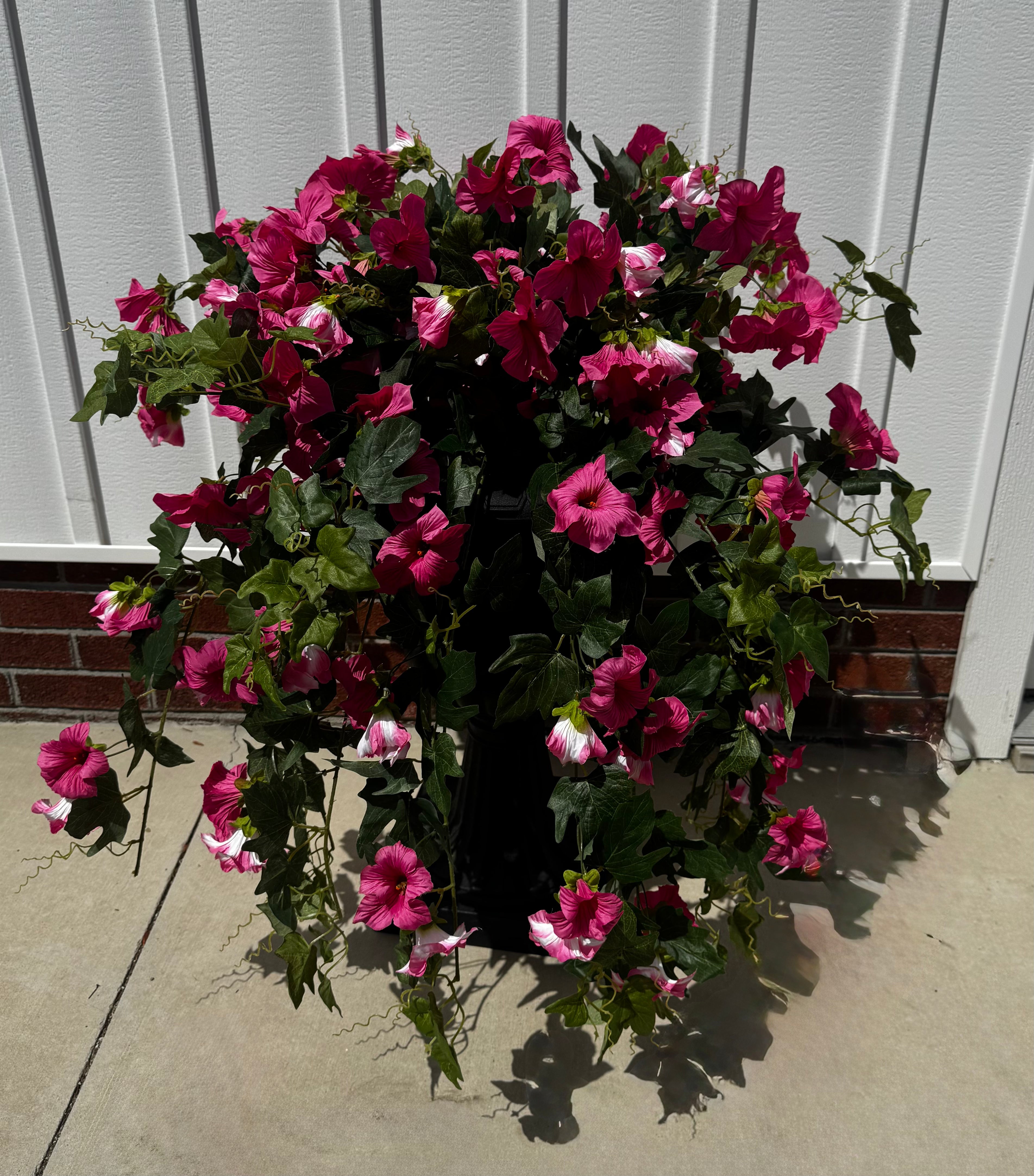 Draping Fuchsia Petunia Bush