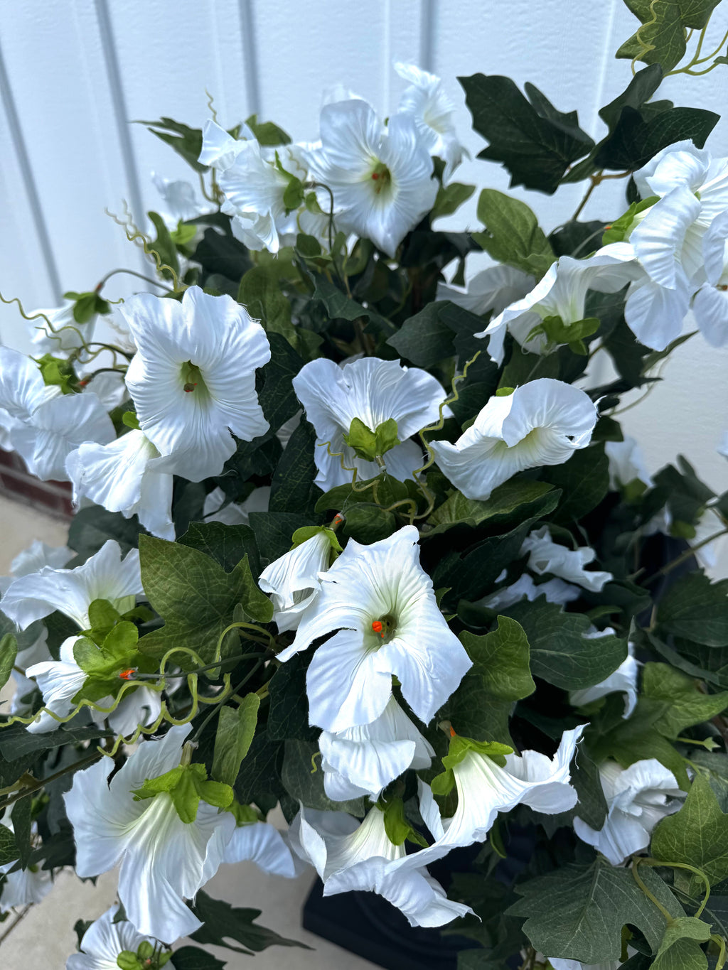 Draping White Petunia Bush