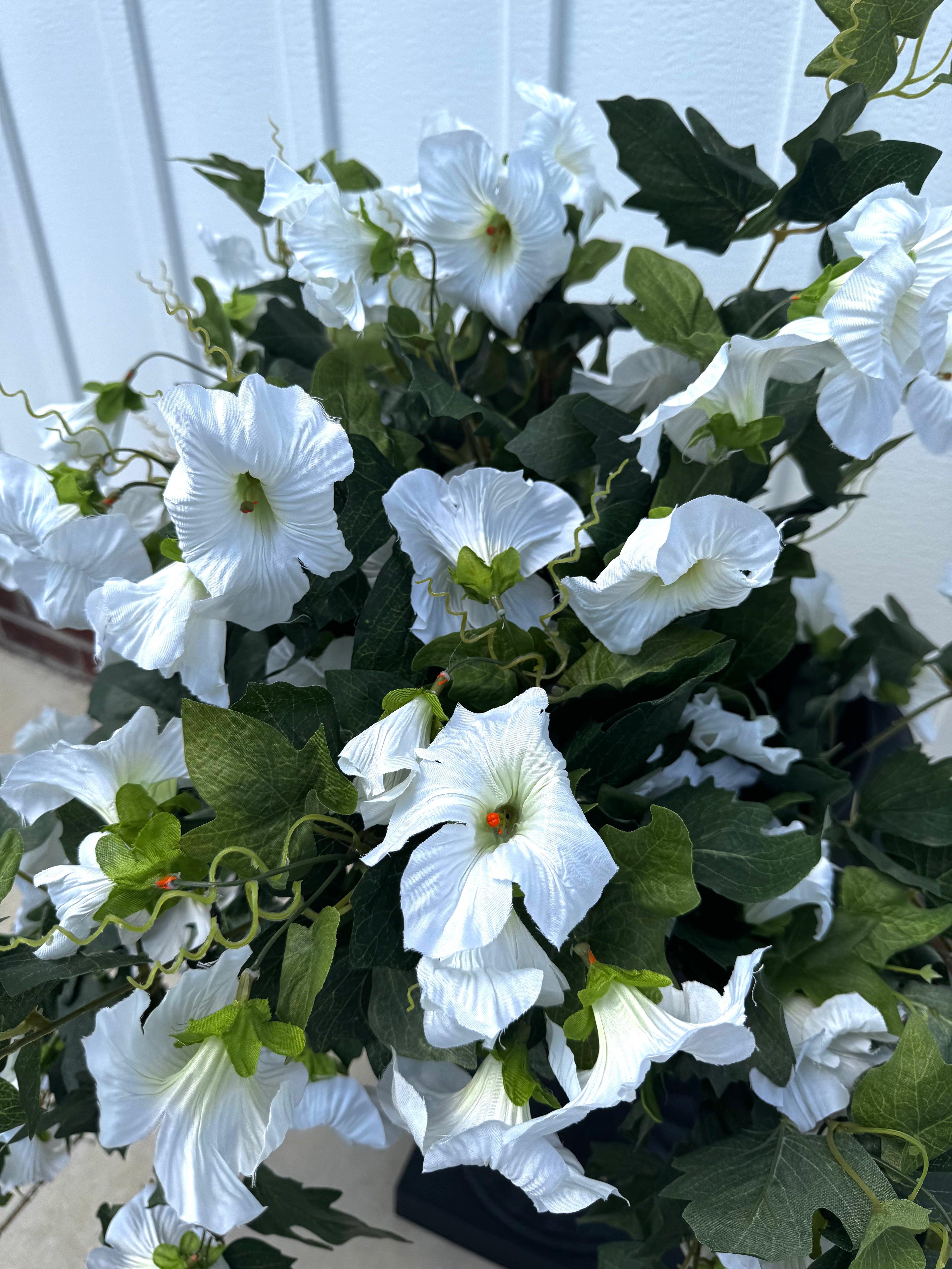 Draping White Petunia Bush