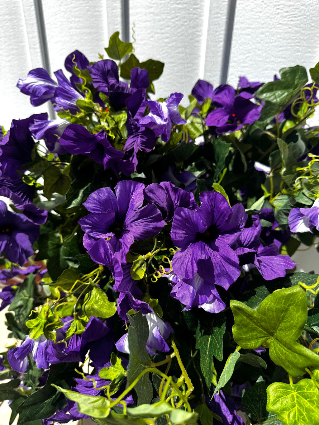 Draping Purple Petunia Bush