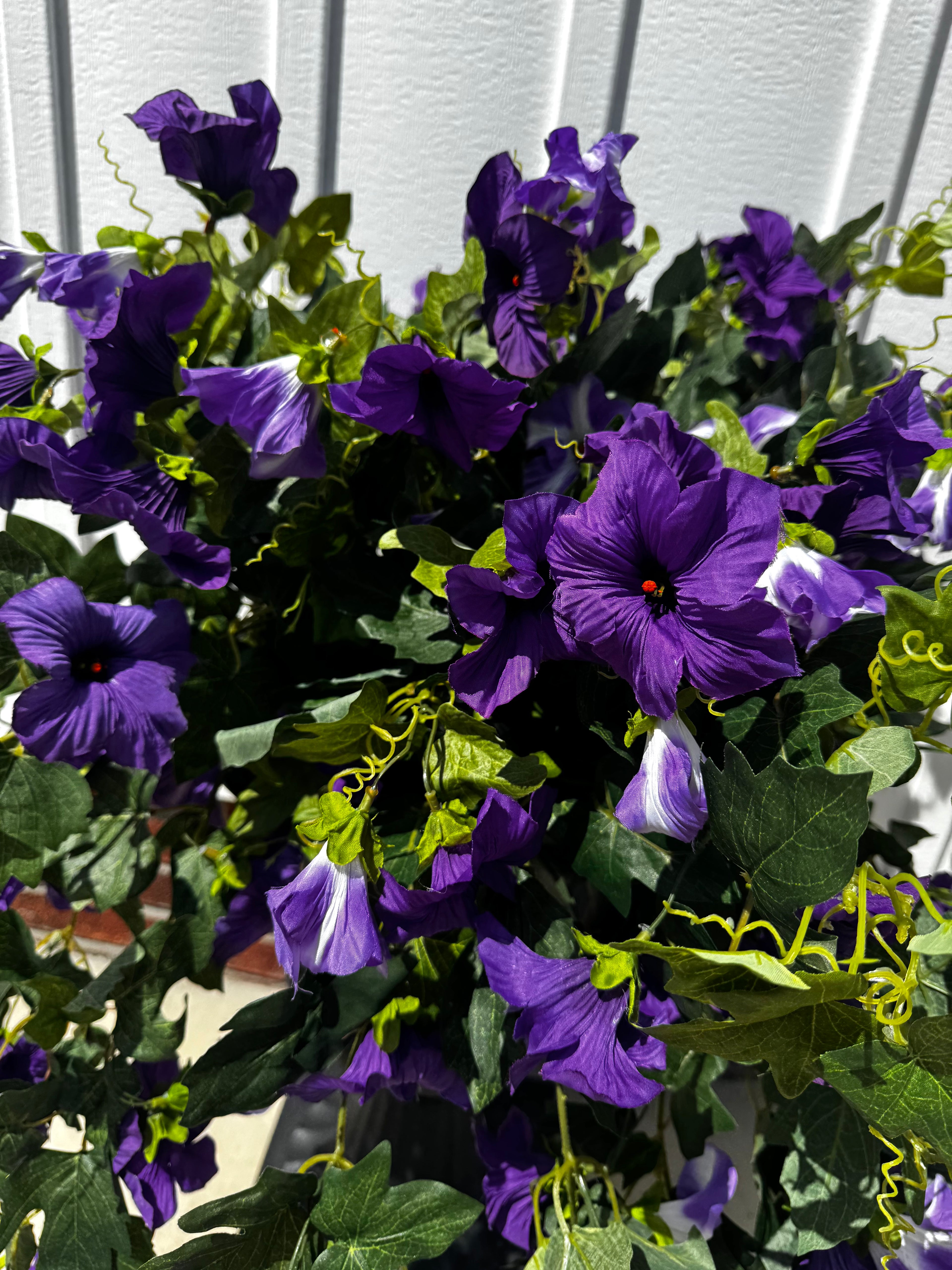 Draping Purple Petunia Bush