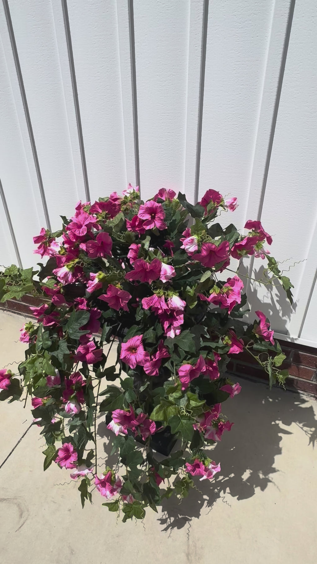 Draping Fuchsia Petunia Bush