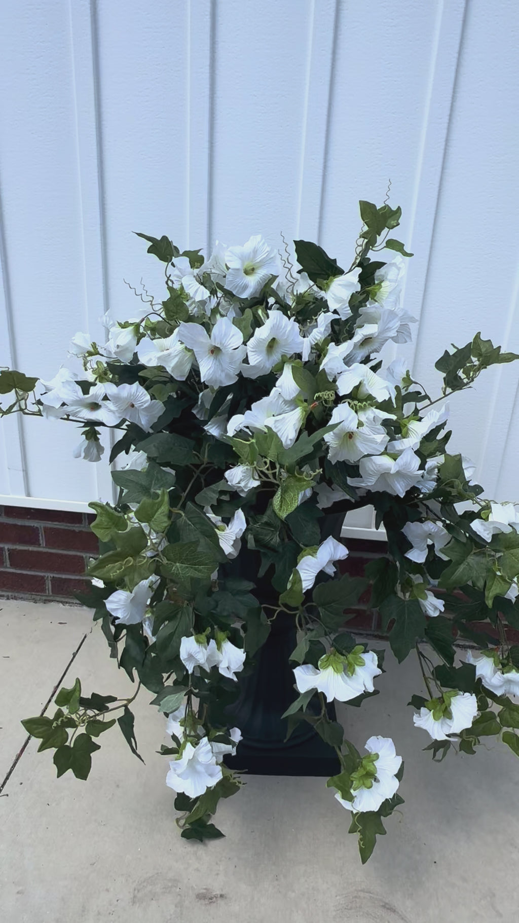 Draping Purple Petunia Bush