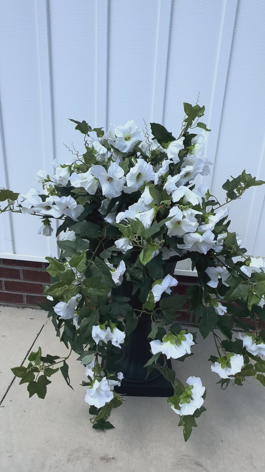 Draping White Petunia Bush